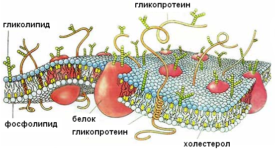 структуры организма человека 2 страница - student2.ru