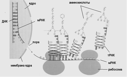 структуры организма человека 2 страница - student2.ru