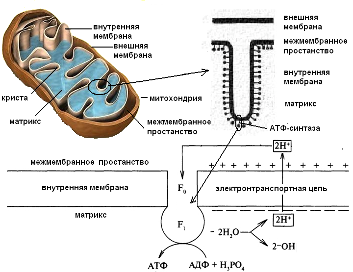 структуры организма человека 2 страница - student2.ru