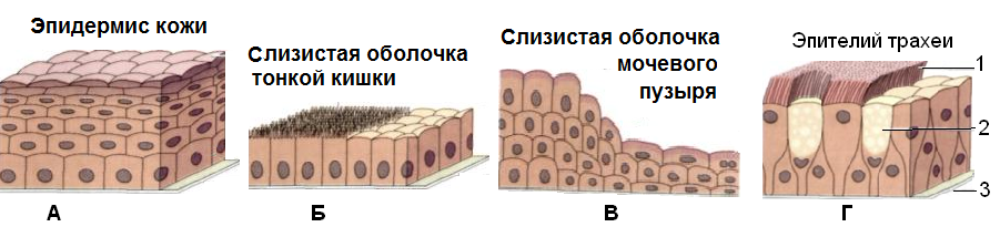 структуры организма человека 2 страница - student2.ru