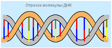 Существуют гомозиготы и гетерозиготы. - student2.ru