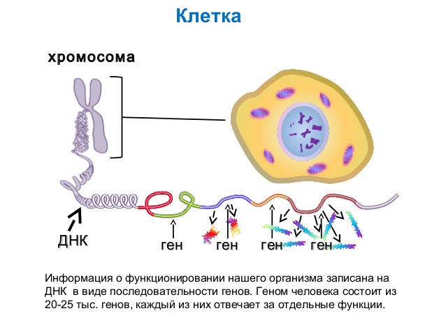 Существуют гомозиготы и гетерозиготы. - student2.ru