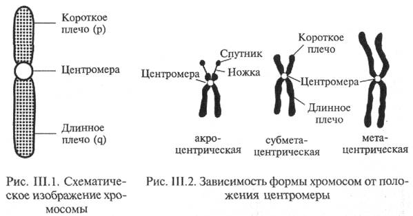 Существуют гомозиготы и гетерозиготы. - student2.ru