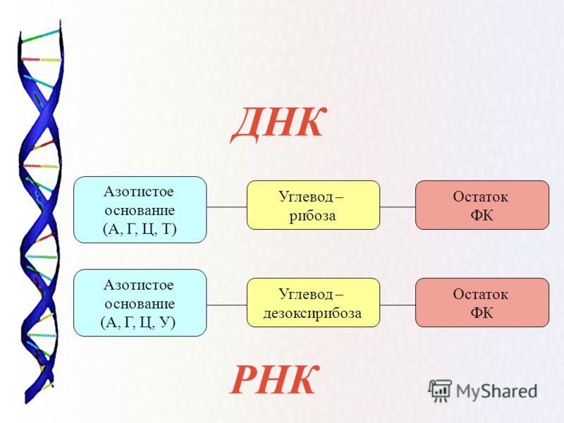 Существуют гомозиготы и гетерозиготы. - student2.ru