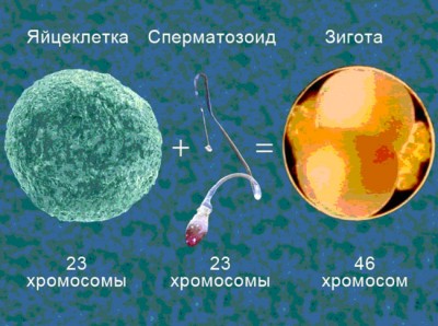 Существуют гомозиготы и гетерозиготы. - student2.ru