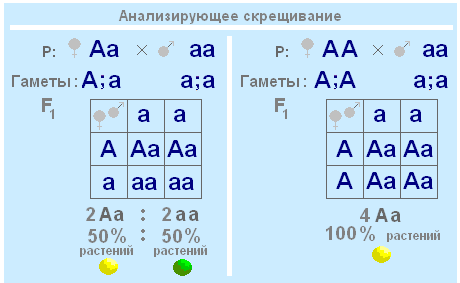 Существуют гомозиготы и гетерозиготы. - student2.ru