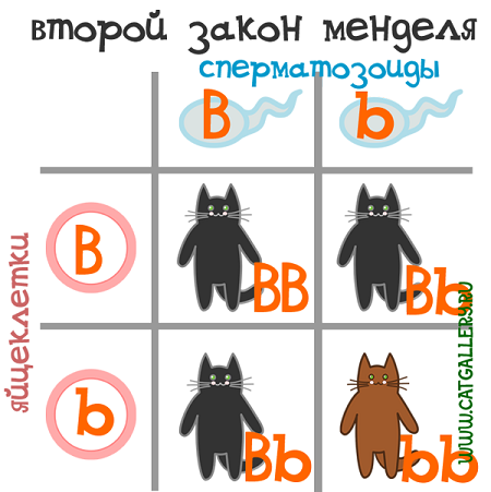 Существуют гомозиготы и гетерозиготы. - student2.ru