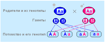 Существуют гомозиготы и гетерозиготы. - student2.ru