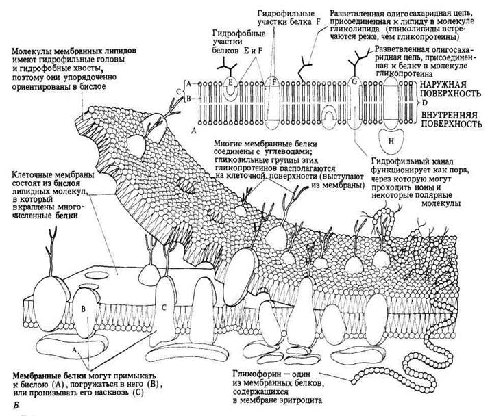 Свободнорадикальное (перекисное) окисление мембран и их антиоксидантная защита. - student2.ru