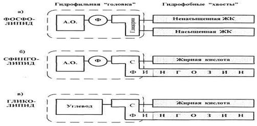 Свободнорадикальное (перекисное) окисление мембран и их антиоксидантная защита. - student2.ru