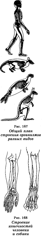 Связь между аминокислотными различиями в и-и р-глобинах со скоростью эволюционной дивергенции - student2.ru