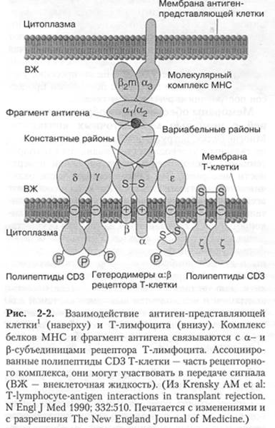 Связь с клиникой: переливание крови и пересадка тканей - student2.ru