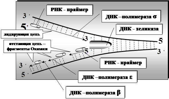 T g g a a t t g t g a c g g a t a a c a a t t t c a c a c a g g a a a - student2.ru