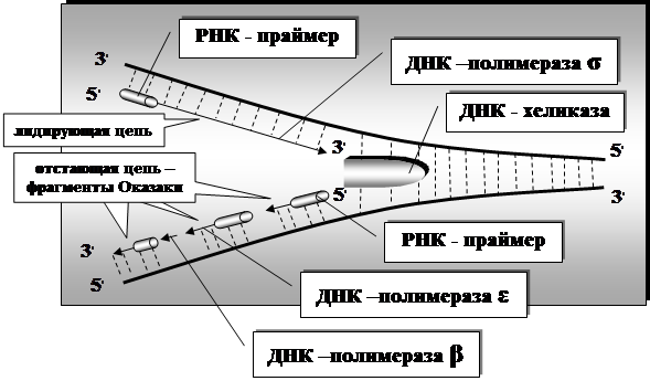 T g g a a t t g t g a c g g a t a a c a a t t t c a c a c a g g a a a - student2.ru