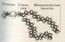 Тақырыбы:Биологиялық мембрананың құрылымы мен функциясын оқытудың әдістері. - student2.ru