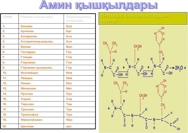 Тақырып: Ақуыздың құрылысы және қызметі. Ақуыз. фолдингі - student2.ru