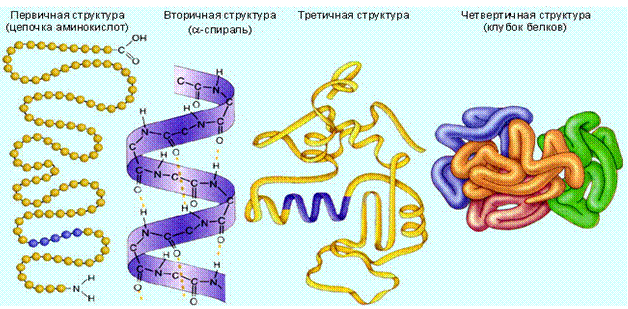 Тақырып: Ақуыздың құрылысы және қызметі. Ақуыз. фолдингі - student2.ru