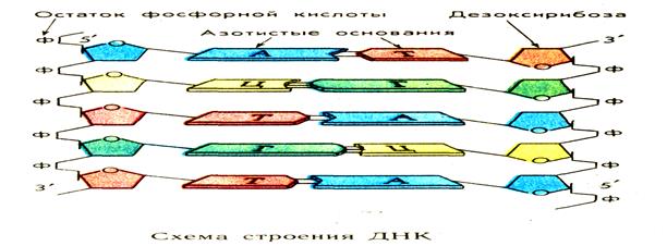 Тақырып: Генетикалық код. - student2.ru