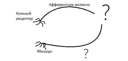 Тема 2. Строение, функции и возрастные особенности нервной системы - student2.ru