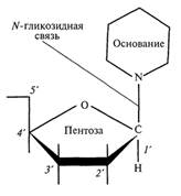 Тема 4. Строение, формы и свойства ДНК - student2.ru