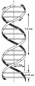 Тема 4. Строение, формы и свойства ДНК - student2.ru