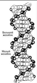 Тема 4. Строение, формы и свойства ДНК - student2.ru