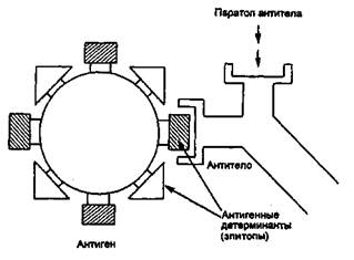 Тема 8.3. МИКРОФЛОРА ОРГАНИЗМА ЧЕЛОВЕКА - student2.ru