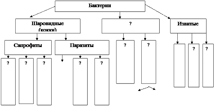 Тема: Изучение морфологии бактерий. Контрольное занятие - student2.ru