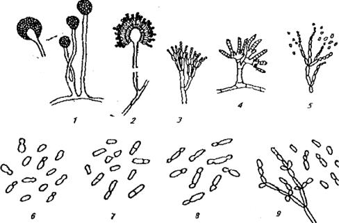 тема: микроскопические грибы, их практическое значение - student2.ru