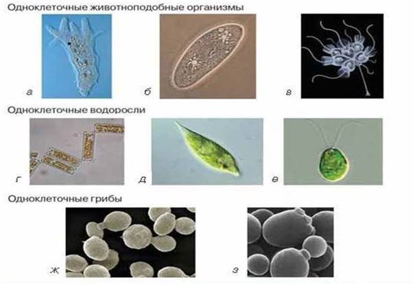 Тема: Особенности строения и функционирования одноклеточных организмов - student2.ru