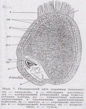 Тема: Запасні поживні речовини рослинної клітини - student2.ru
