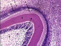 Теперь обратимся к гистогенезу зуба - student2.ru