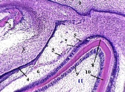 Теперь обратимся к гистогенезу зуба - student2.ru
