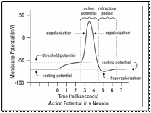 Text 5.2. Setting up a nerve impulse - student2.ru