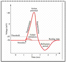 Text 5.2. Setting up a nerve impulse - student2.ru