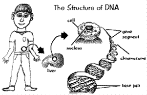 The scope of ge- netic engineering - student2.ru