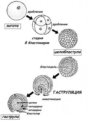 Тип бластулы зависит от типа дробления. - student2.ru