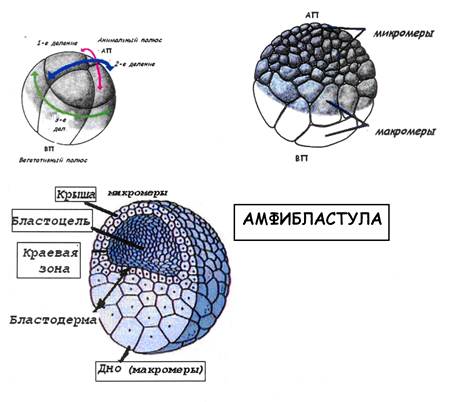 Тип бластулы зависит от типа дробления. - student2.ru