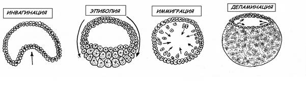 Тип бластулы зависит от типа дробления. - student2.ru