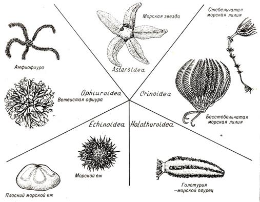 Тип Иглокожие (Echinodermata) - student2.ru