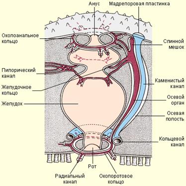 Тип Иглокожие (Echinodermata) - student2.ru