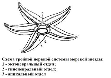 Тип Иглокожие (Echinodermata) - student2.ru