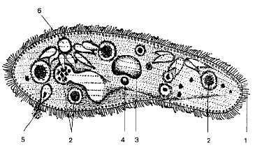 тип инфузории, или ресничные - student2.ru