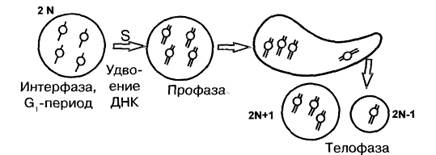 Типы бесполого размножения: эндомитоз, К-митоз, амитоз - student2.ru