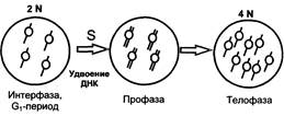 Типы бесполого размножения: эндомитоз, К-митоз, амитоз - student2.ru