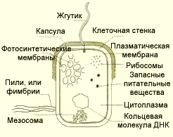 Самовоспроизведение клетки. Клеточный цикл, митоз и мейоз - student2.ru