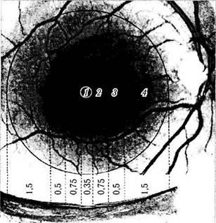Топографические особенности строения сетчатки - student2.ru