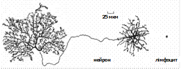 Транс-регуляторний апарат. Транскрипційні фактори - student2.ru