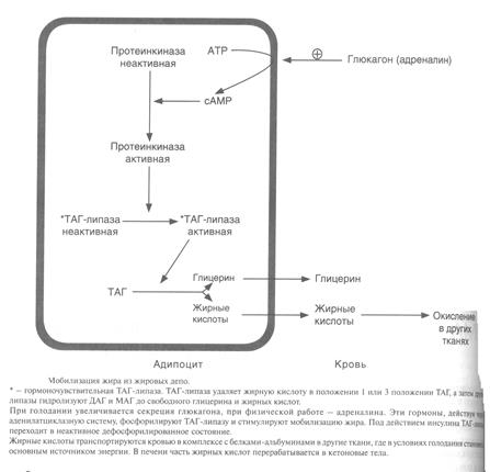 транспорт жирных кислот альбуминами крови - student2.ru