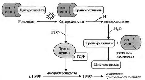 Участие витамина А в процессе зрения - student2.ru